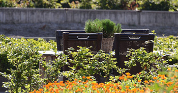 accomodatie-rustige-omgeving