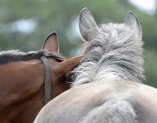 paardenhotel-reserveren
