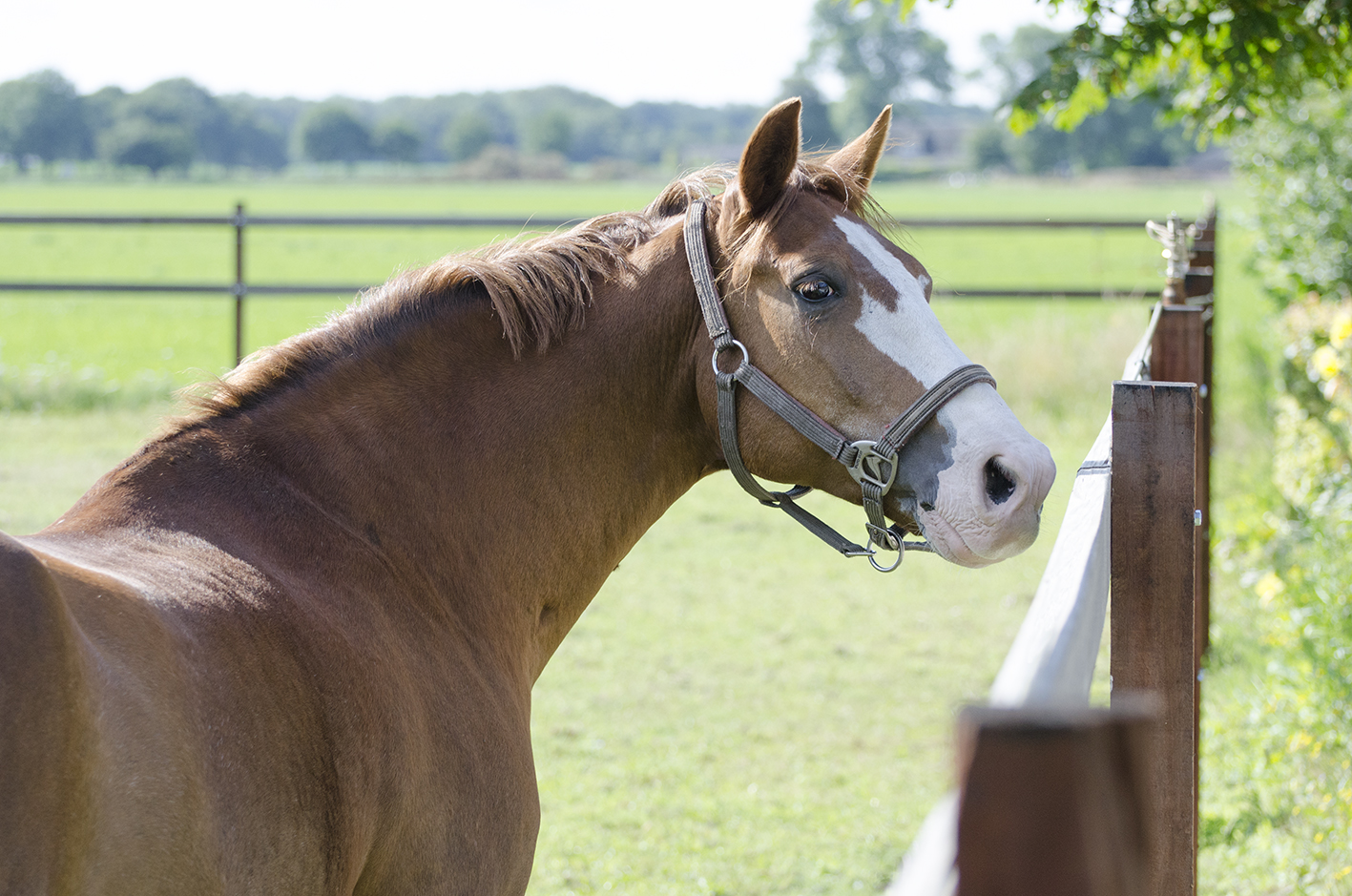 paardenhotel_2012_07_k paardenhotel_2012_07_k