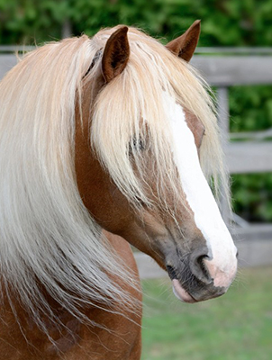 tarieven_paardenhotel