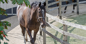 verzorging-beweging-paardenhotel