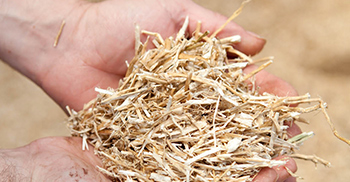 verzorging-koolzaad-paardenhotel