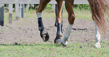 verzorging-lopen-paardenhotel