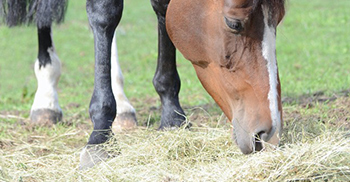 verzorging-ruwvoer-paardenhotel