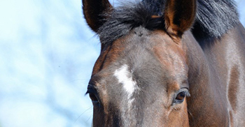 verzorging-voeding-paardenhotel