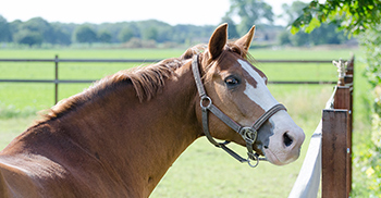 verzorging-weide-paardenhotel