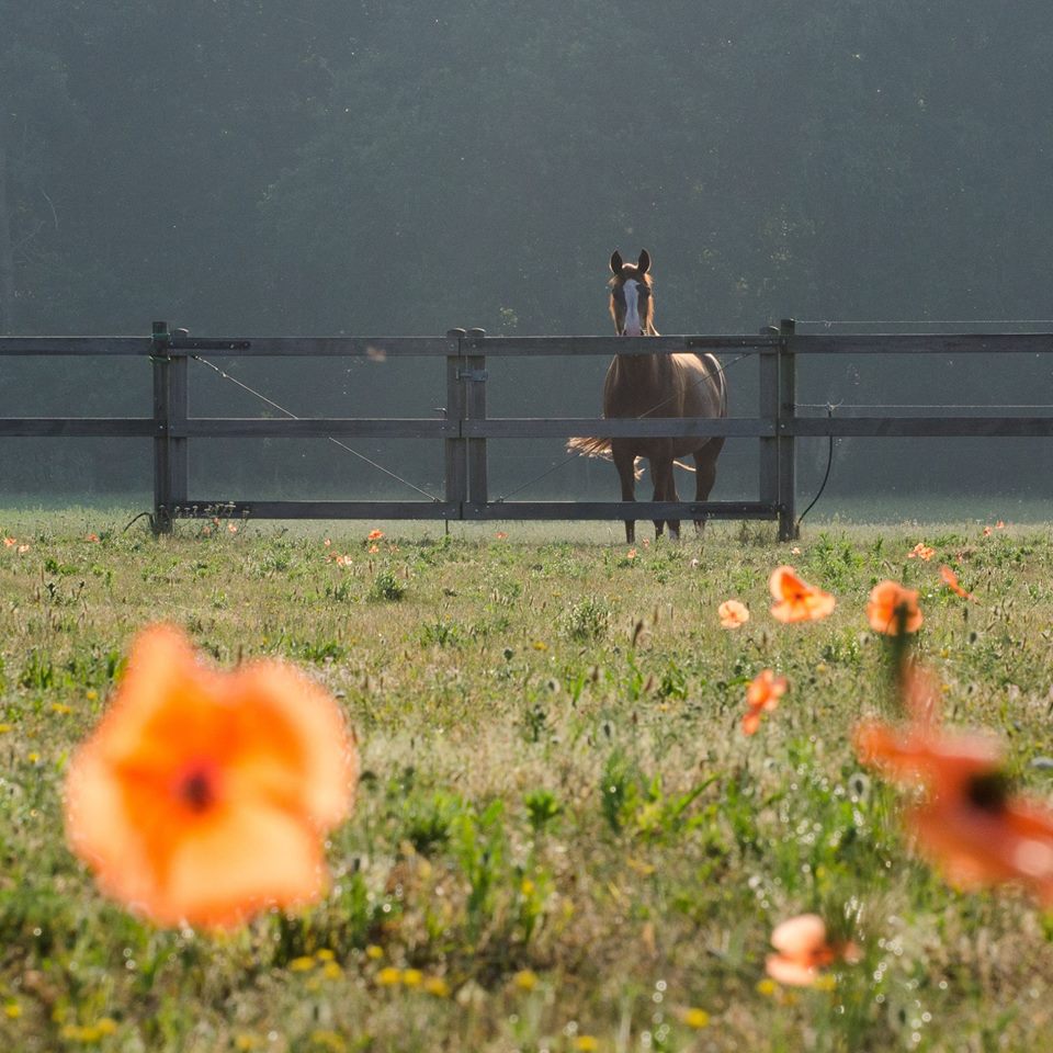 11722059_1019591074732467_5212368062296602129_o